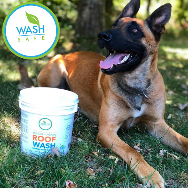 German sheppard dog sitting next to bucket of roof cleaning product from wash safe